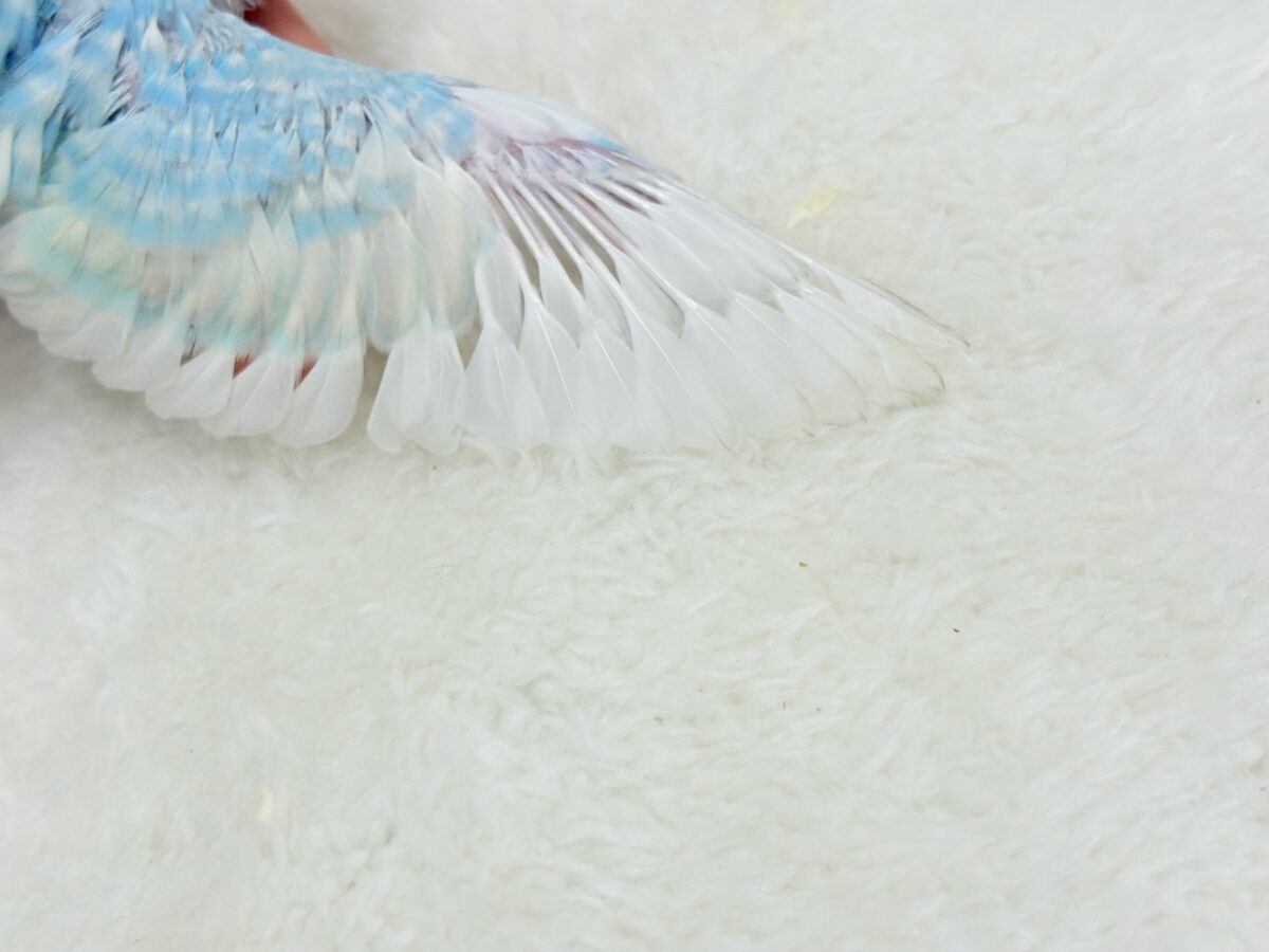 【最新画像更新🪄】しゅわっと爽快🫧ソーダちゃん🐣🍬セキセイインコ(パステルレインボー) ヒナ セキセイインコ