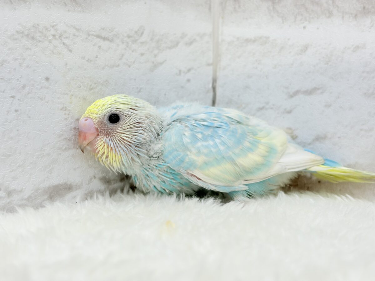 【最新画像更新🪄】しゅわっと爽快🫧ソーダちゃん🐣🍬セキセイインコ(パステルレインボー) ヒナ セキセイインコ
