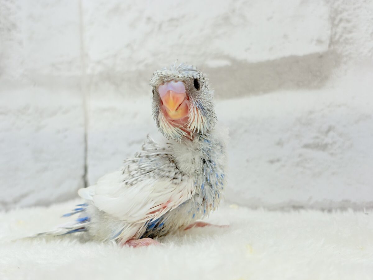 梵天セキセイインコ