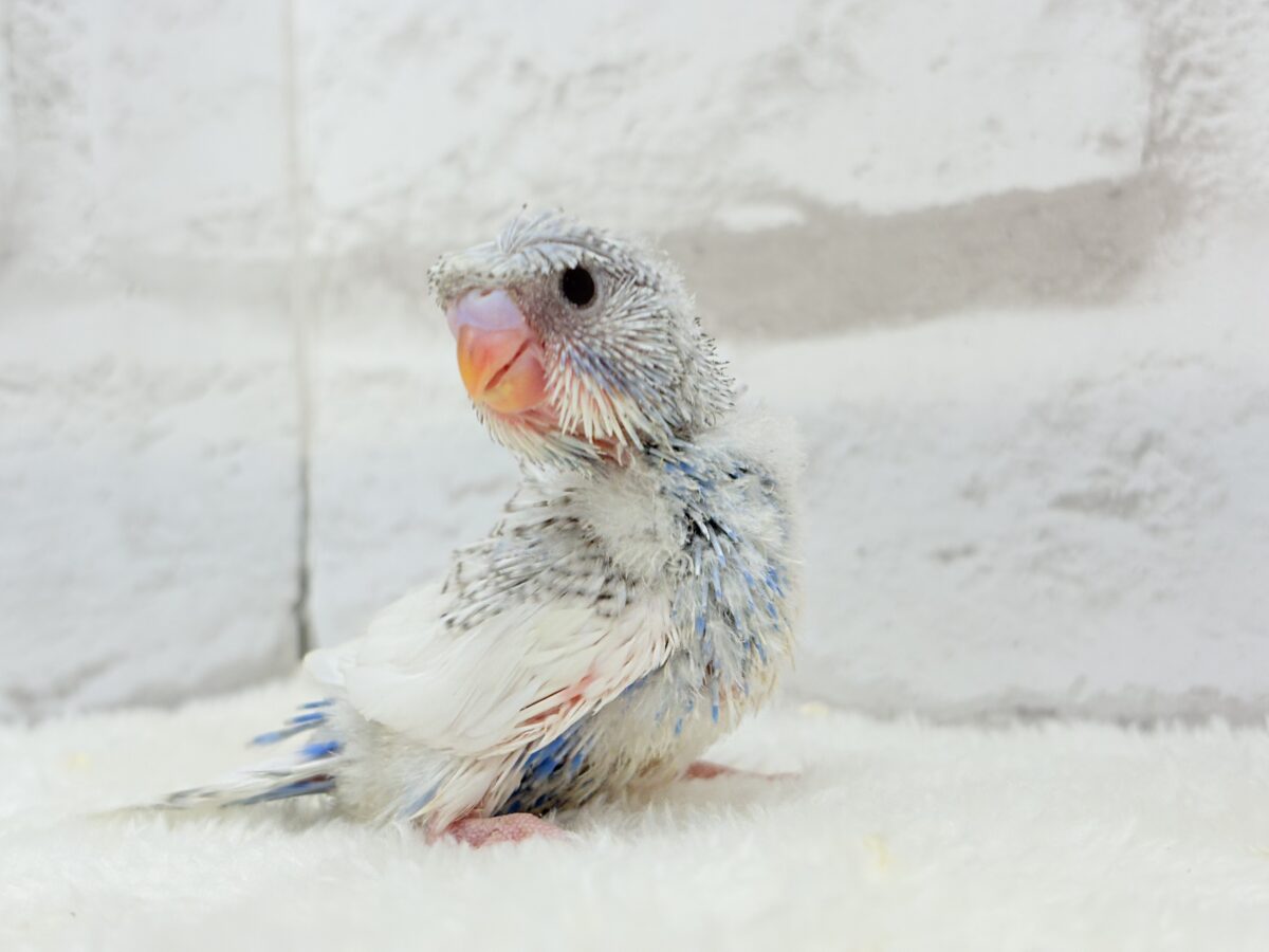 梵天セキセイインコ