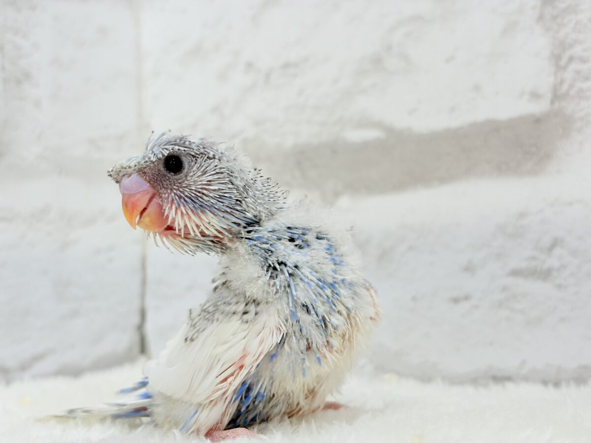 きゅるるんおめめに見つめられたい🐣🫧梵天セキセイインコ(スパングルパイド) ヒナ 梵天セキセイインコ