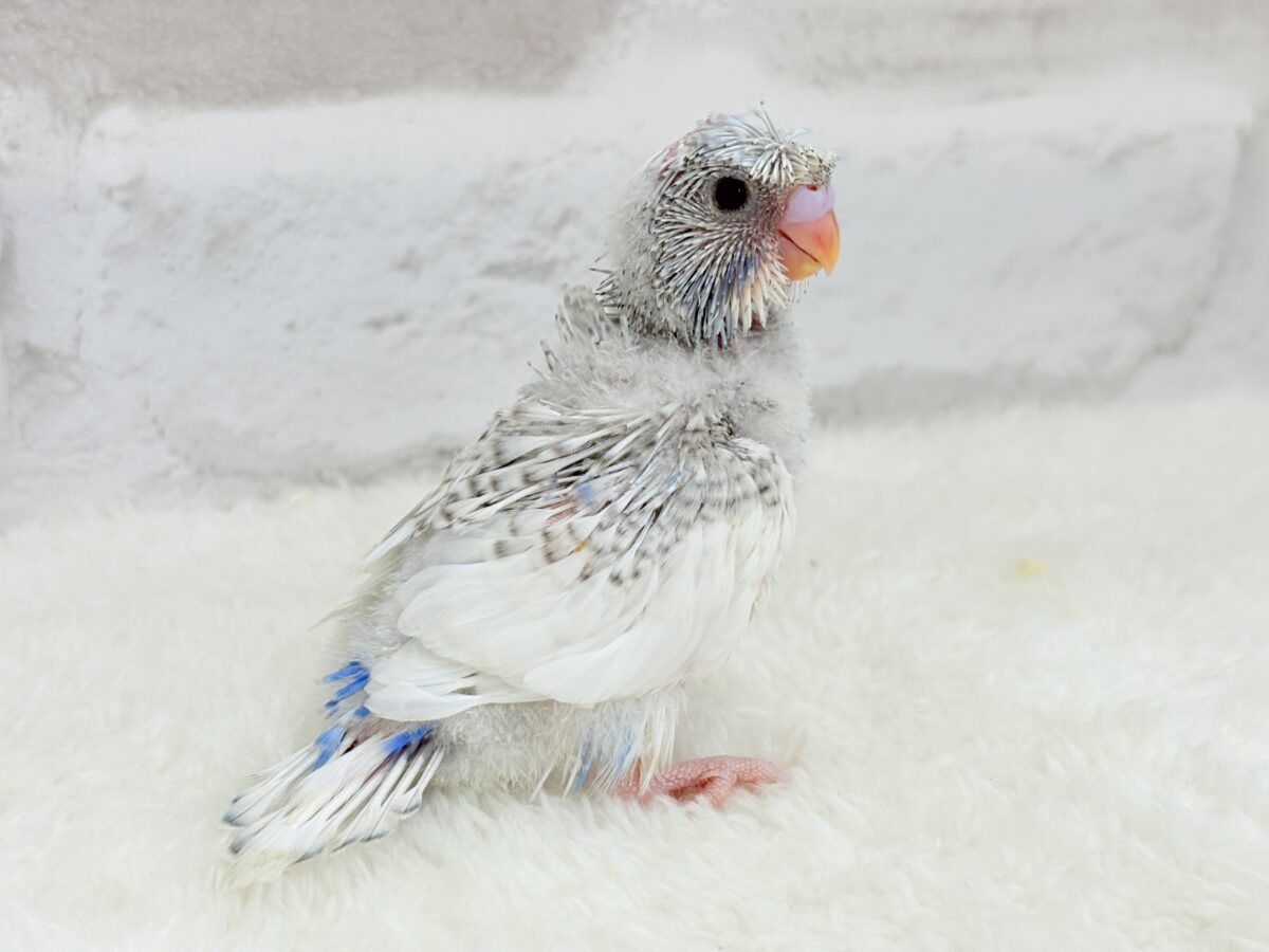 梵天セキセイインコ