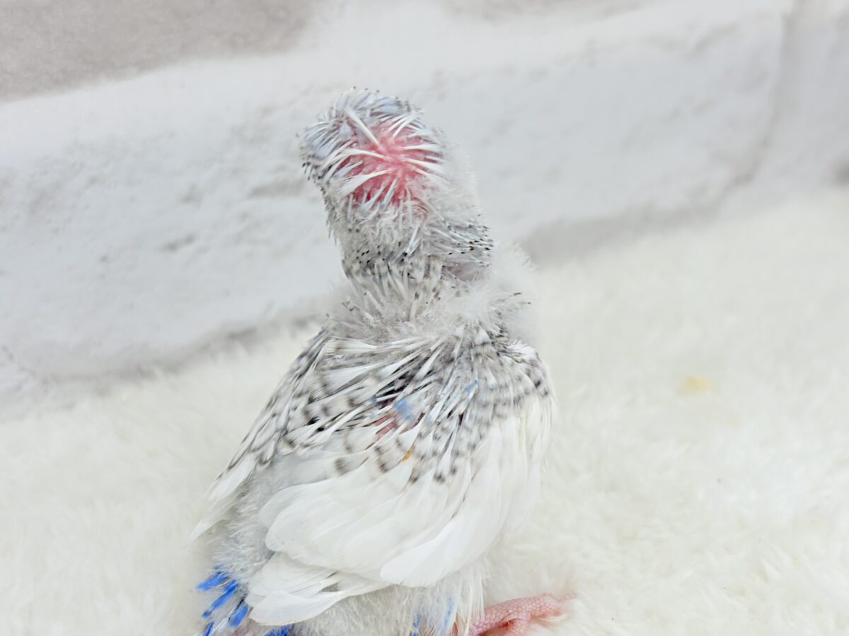 きゅるるんおめめに見つめられたい🐣🫧梵天セキセイインコ(スパングルパイド) ヒナ 梵天セキセイインコ