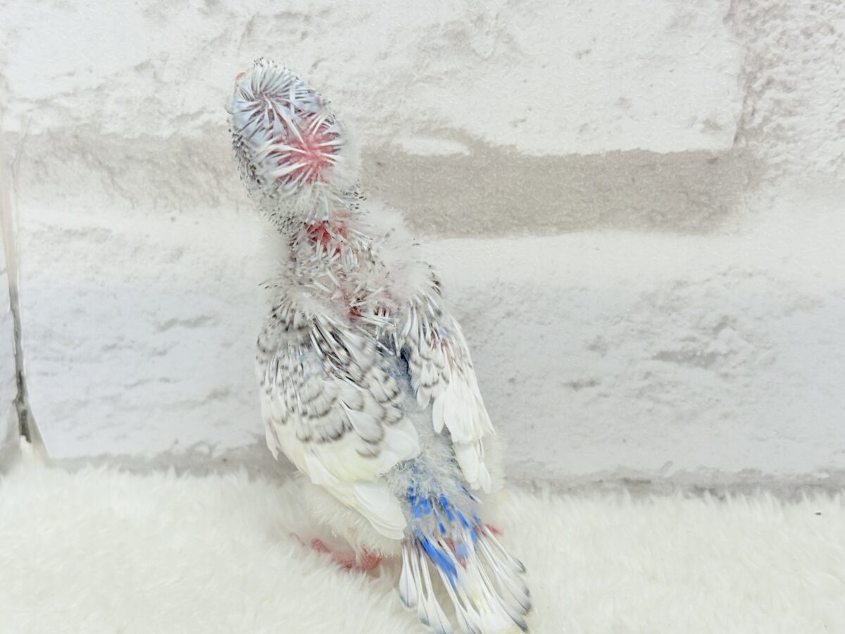 きゅるるんおめめに見つめられたい🐣🫧梵天セキセイインコ(スパングルパイド) ヒナ 梵天セキセイインコ