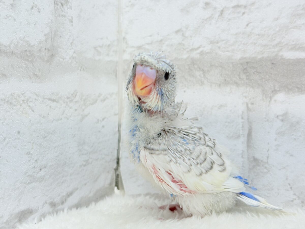 梵天セキセイインコ