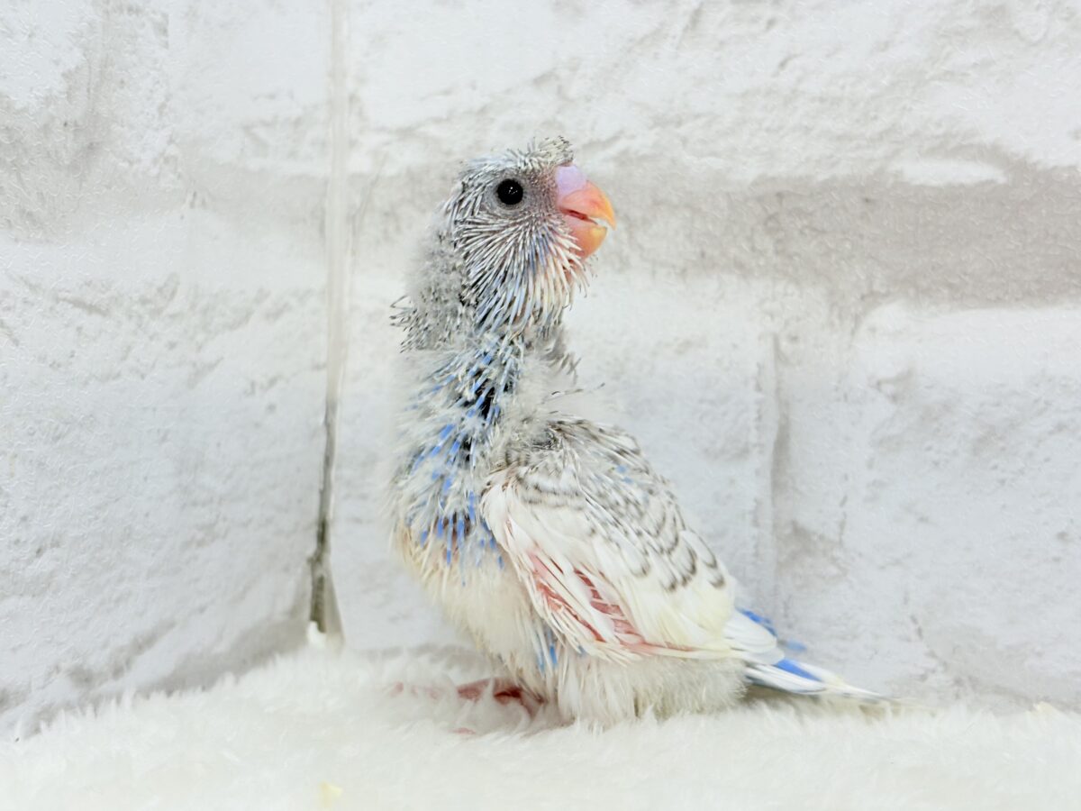 梵天セキセイインコ