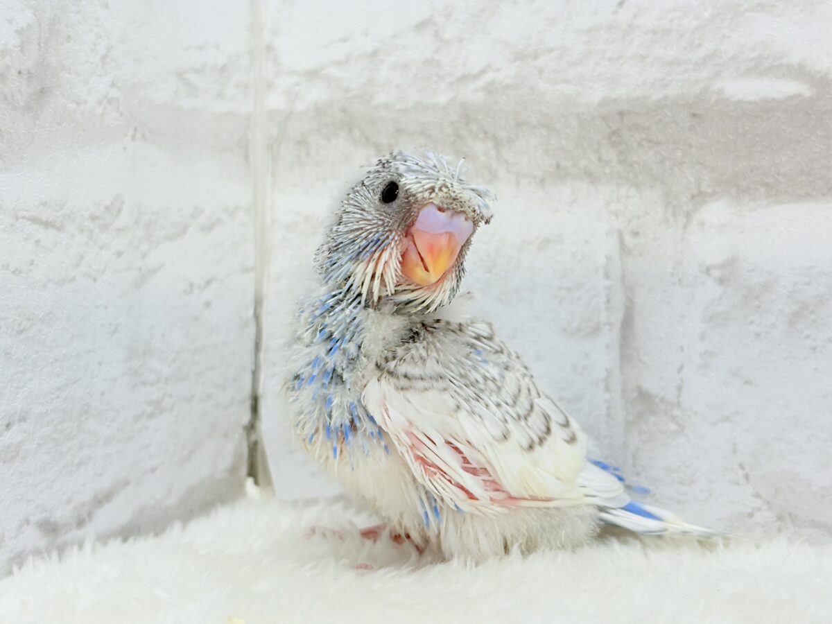 きゅるるんおめめに見つめられたい🐣🫧梵天セキセイインコ(スパングルパイド) ヒナ 梵天セキセイインコ