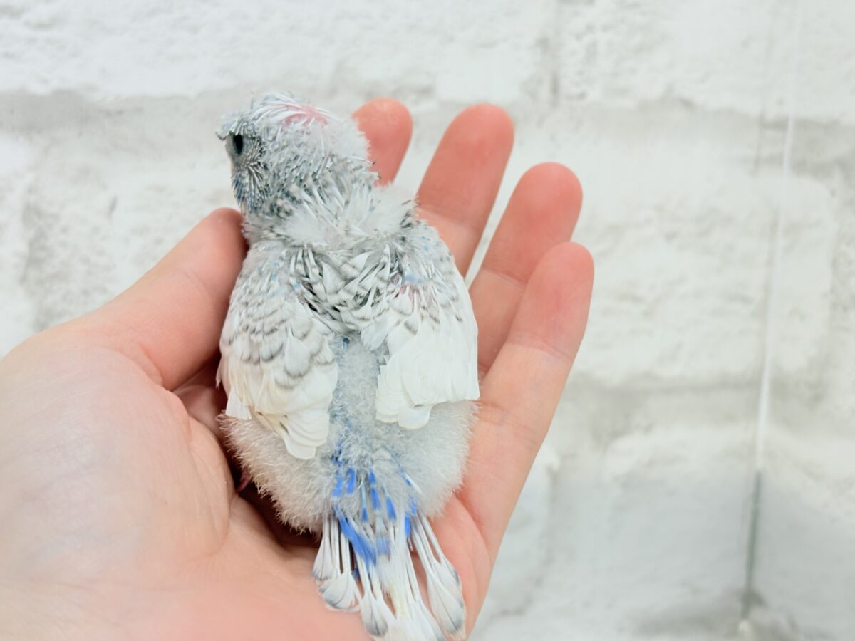 梵天セキセイインコ
