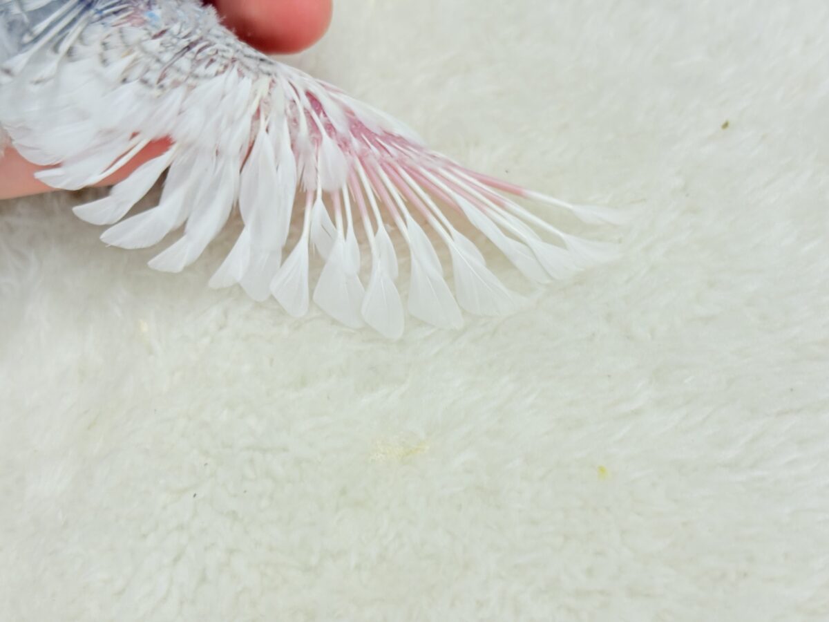 きゅるるんおめめに見つめられたい🐣🫧梵天セキセイインコ(スパングルパイド) ヒナ 梵天セキセイインコ