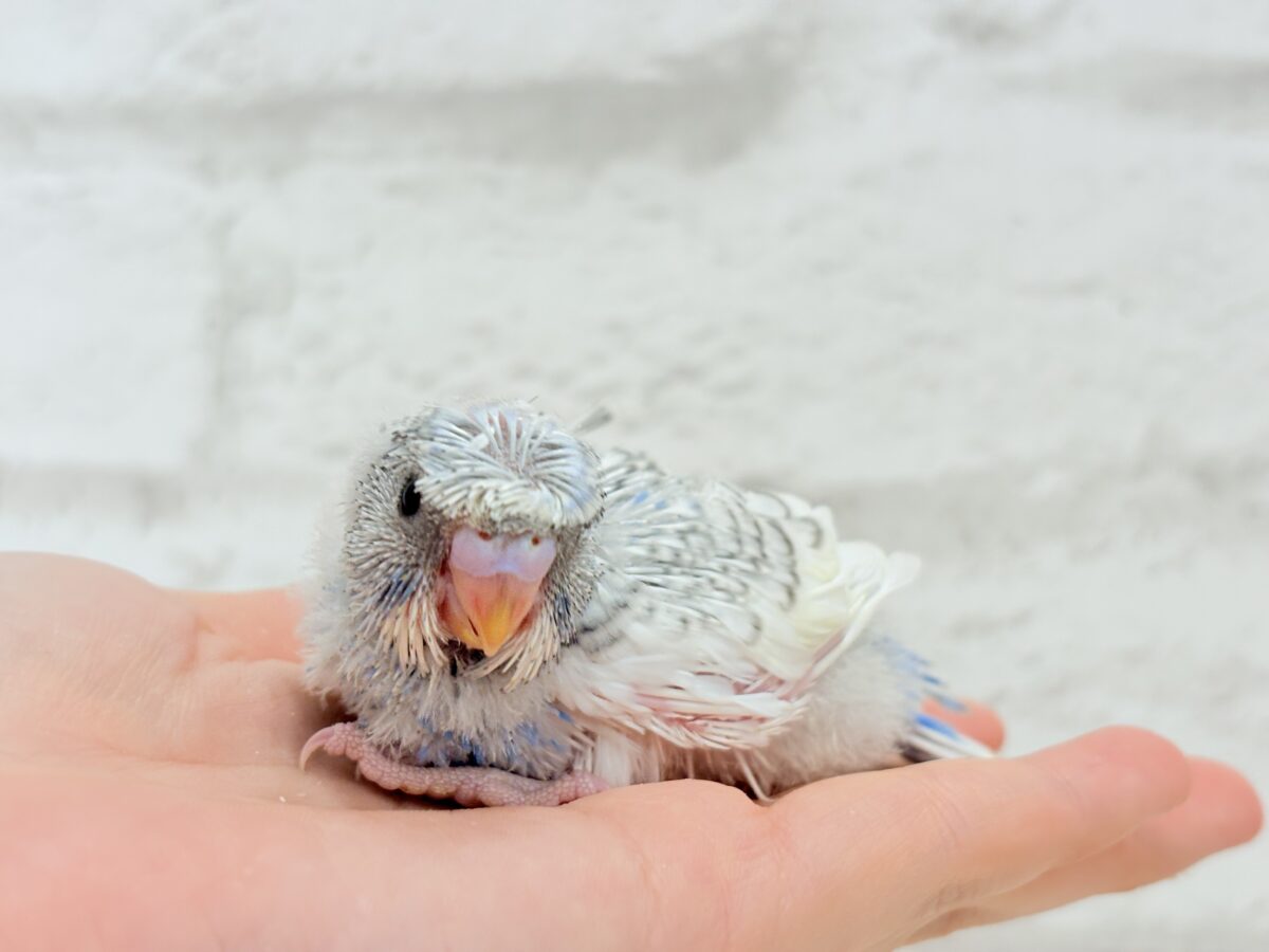 梵天セキセイインコ