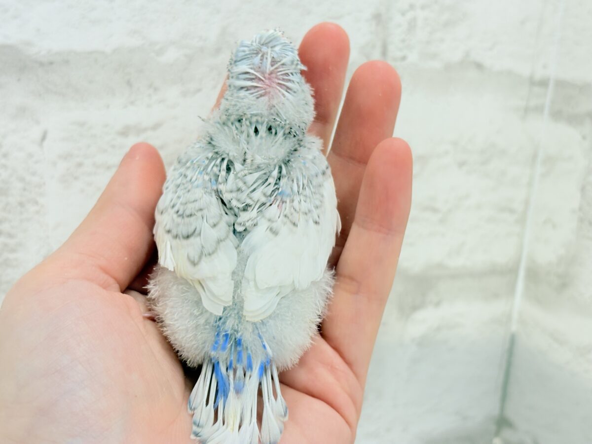 梵天セキセイインコ