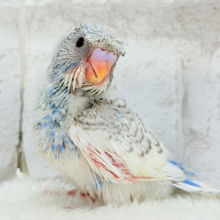 きゅるるんおめめに見つめられたい🐣🫧梵天セキセイインコ(スパングルパイド) ヒナ