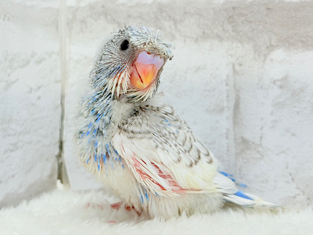 きゅるるんおめめに見つめられたい🐣🫧梵天セキセイインコ(スパングルパイド) ヒナ