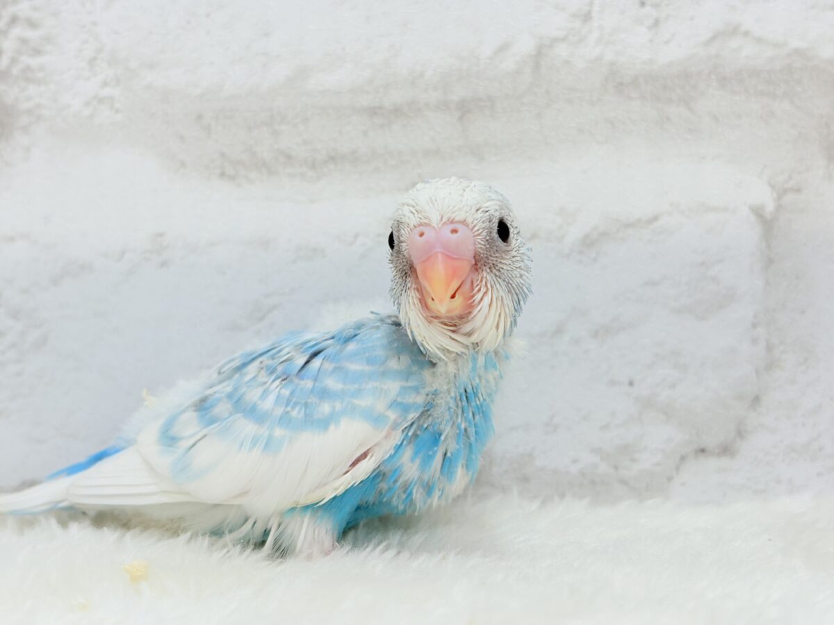 爽やか青空🩵すっきり爽快🐣🫧セキセイインコ(スパングルパイド) ヒナ セキセイインコ