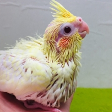 ルチノーカラーのオカメちゃんがやってきました～💛💛💛　オカメインコ