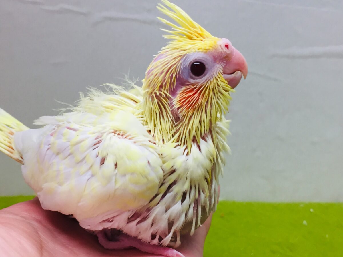 ルチノーカラーのオカメちゃんがやってきました~💛💛💛 オカメインコ オカメインコ