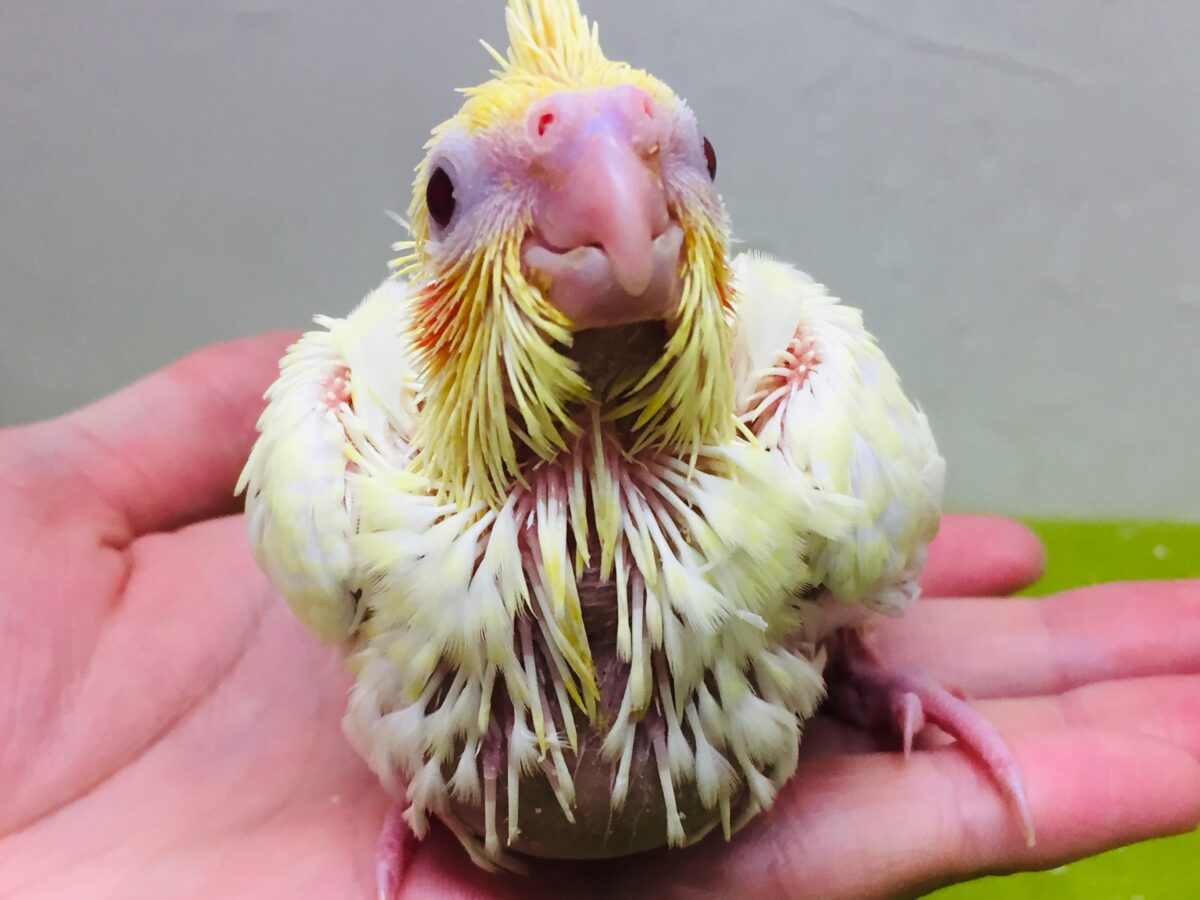 ルチノーカラーのオカメちゃんがやってきました~💛💛💛 オカメインコ オカメインコ