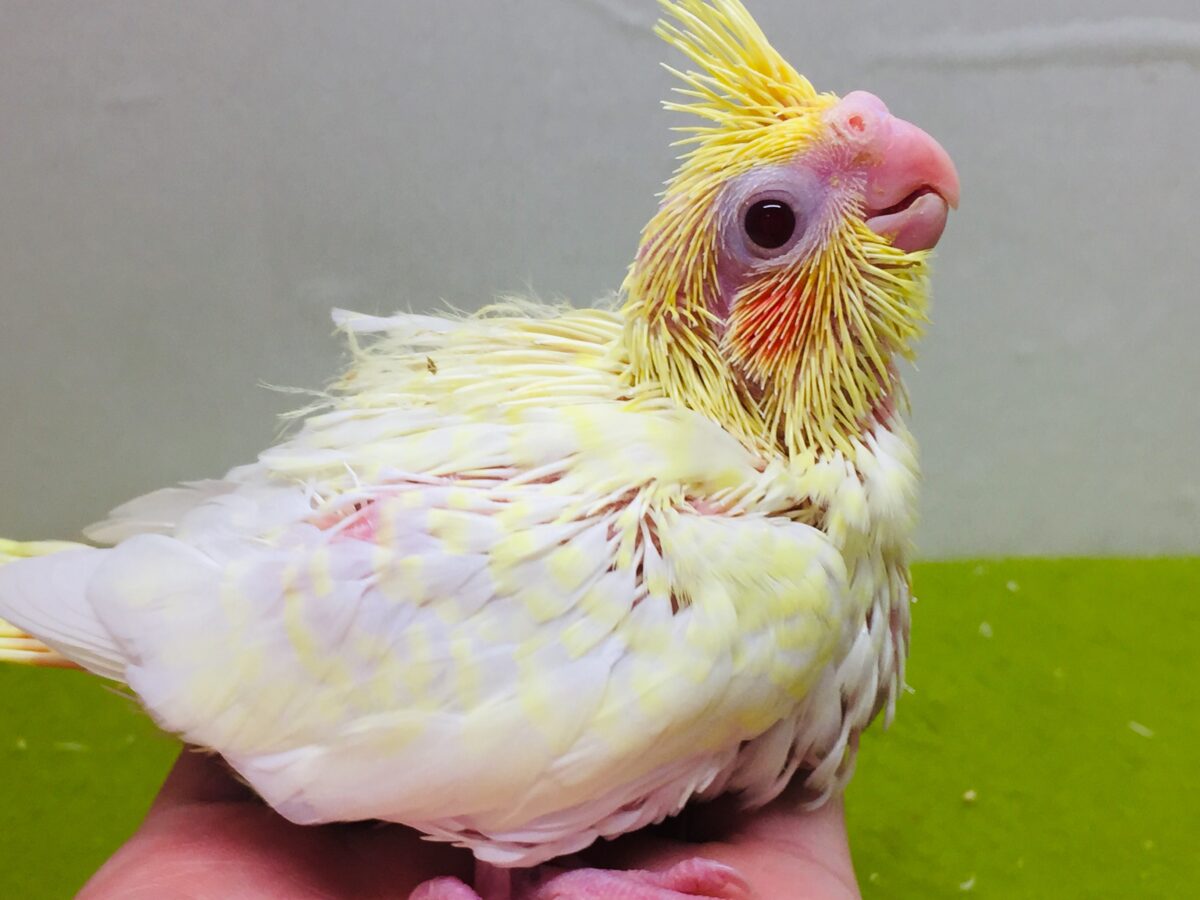 ルチノーカラーのオカメちゃんがやってきました~💛💛💛 オカメインコ オカメインコ