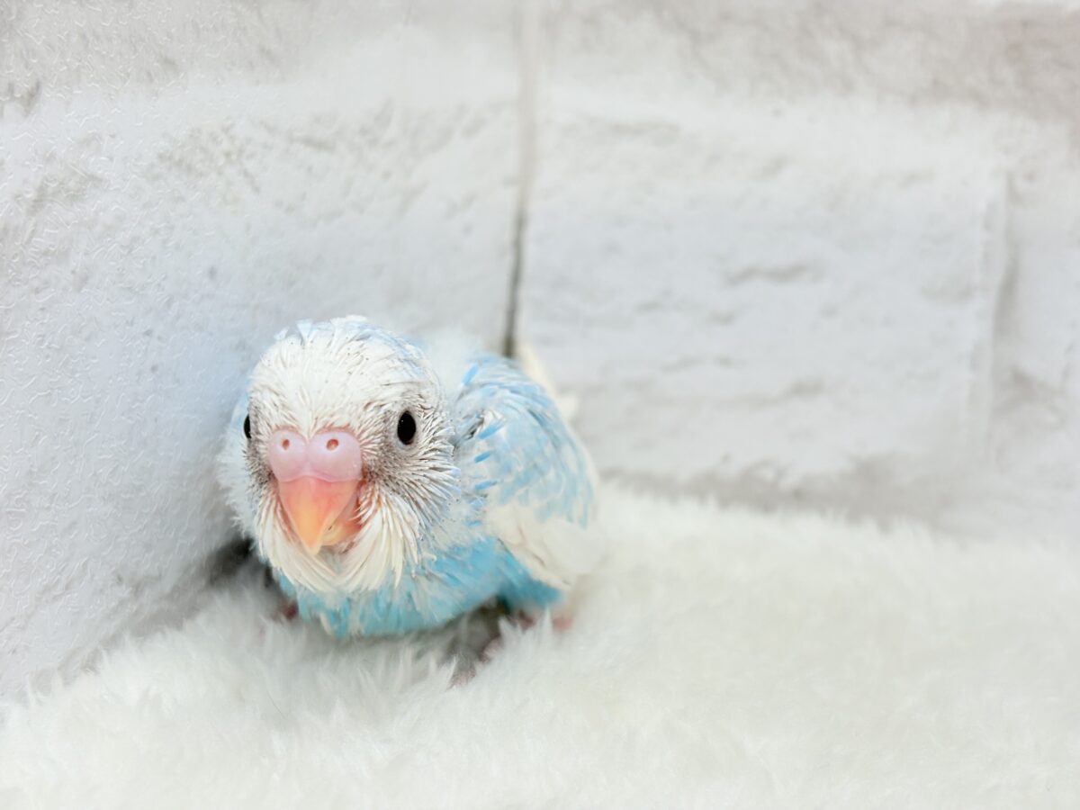 爽やか青空🩵すっきり爽快🐣🫧セキセイインコ(スパングルパイド) ヒナ セキセイインコ