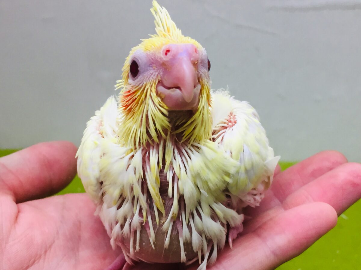 ルチノーカラーのオカメちゃんがやってきました~💛💛💛 オカメインコ オカメインコ