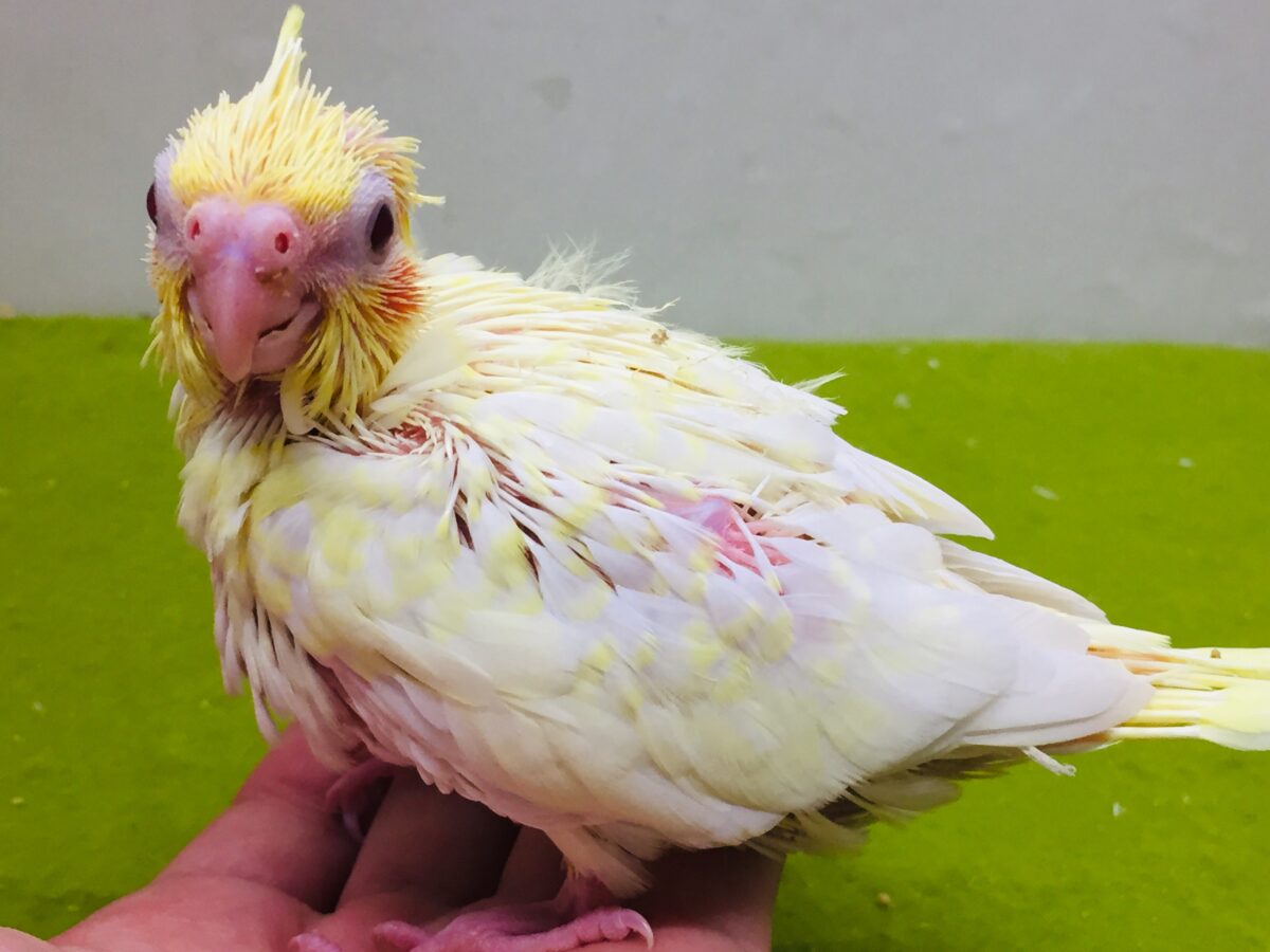 ルチノーカラーのオカメちゃんがやってきました~💛💛💛 オカメインコ オカメインコ