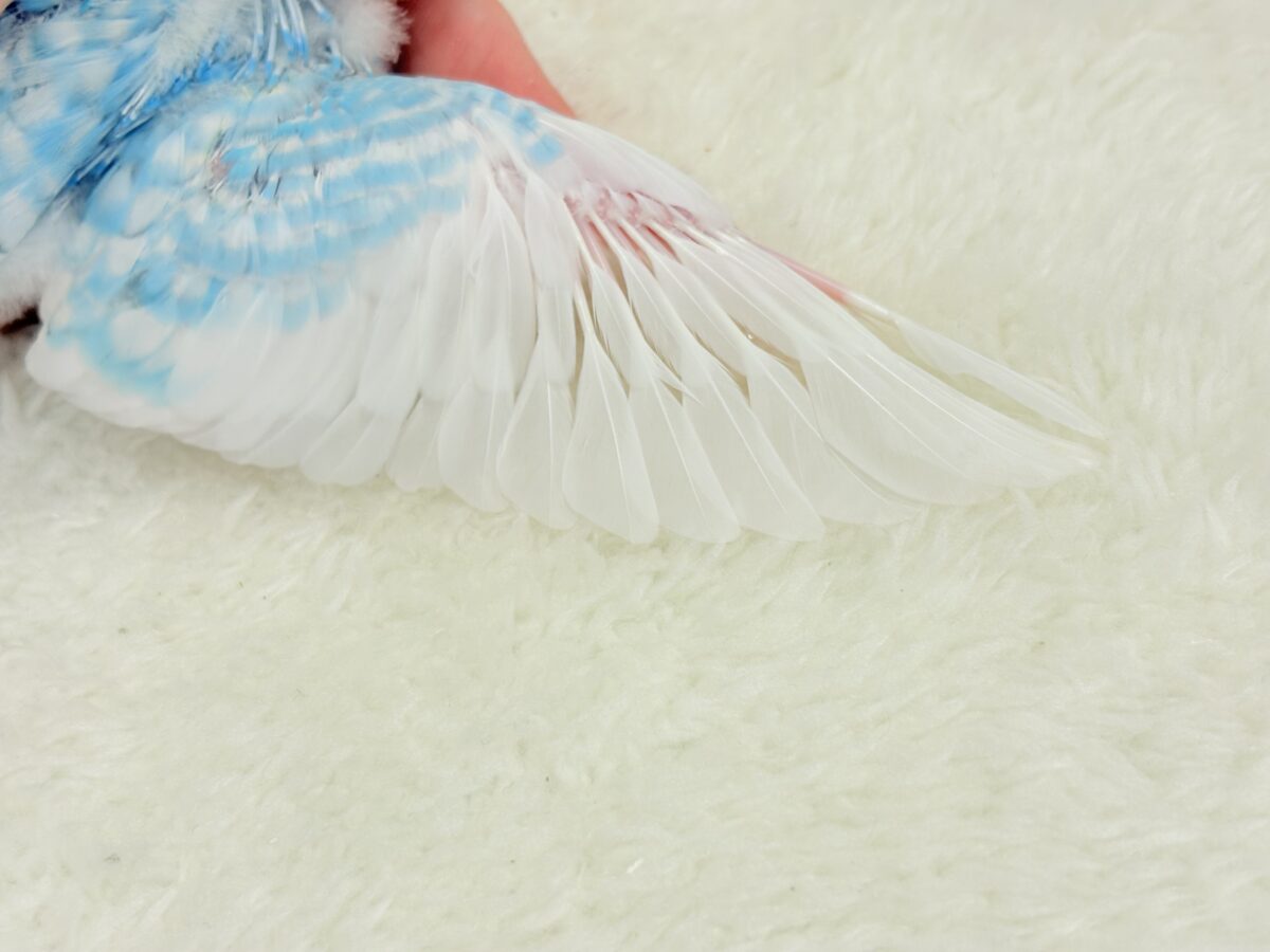 爽やか青空🩵すっきり爽快🐣🫧セキセイインコ(スパングルパイド) ヒナ セキセイインコ