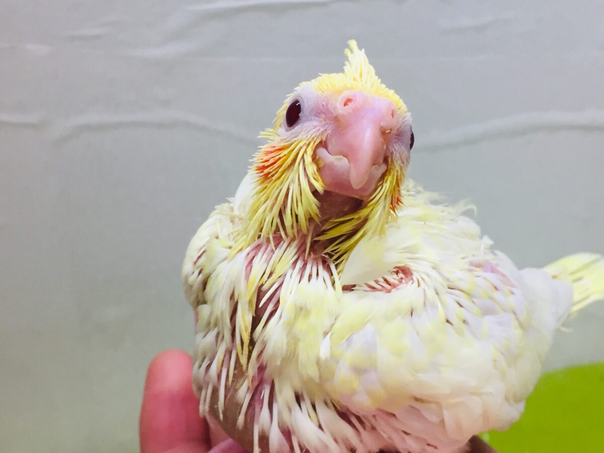 ルチノーカラーのオカメちゃんがやってきました~💛💛💛 オカメインコ オカメインコ