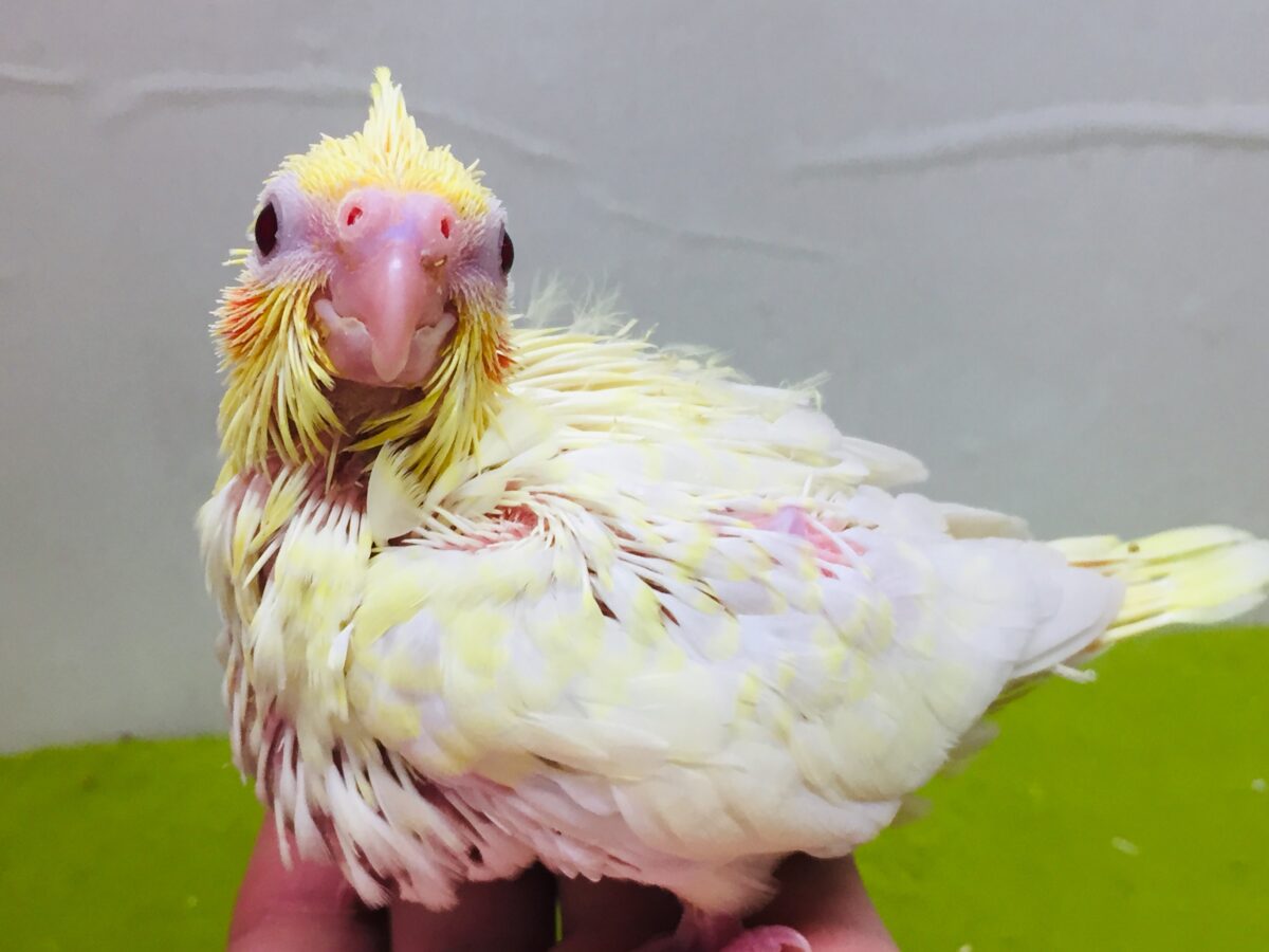 ルチノーカラーのオカメちゃんがやってきました~💛💛💛 オカメインコ オカメインコ