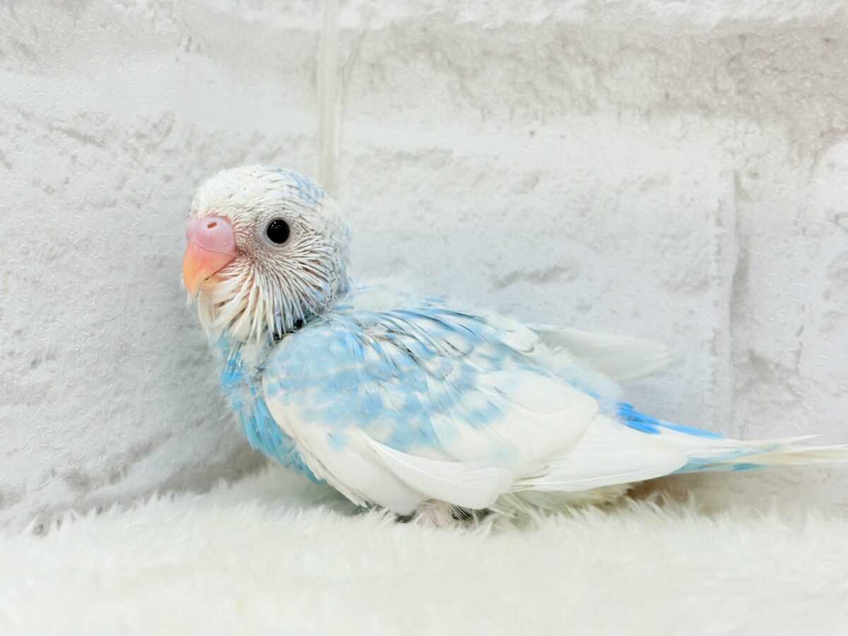 爽やか青空🩵すっきり爽快🐣🫧セキセイインコ(スパングルパイド) ヒナ セキセイインコ