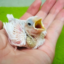 久々にワタワタ白文鳥さんがやってきましたよ～✨✨✨