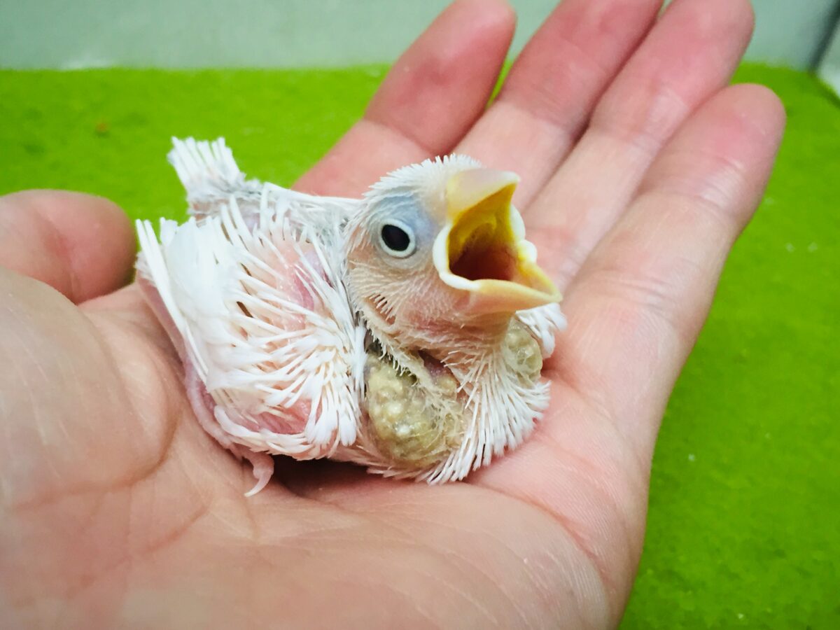 久々にワタワタ白文鳥さんがやってきましたよ～✨✨✨