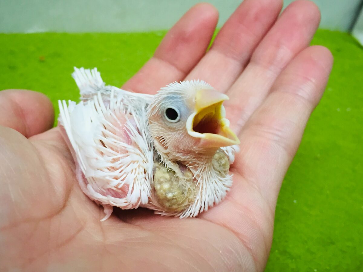 白文鳥