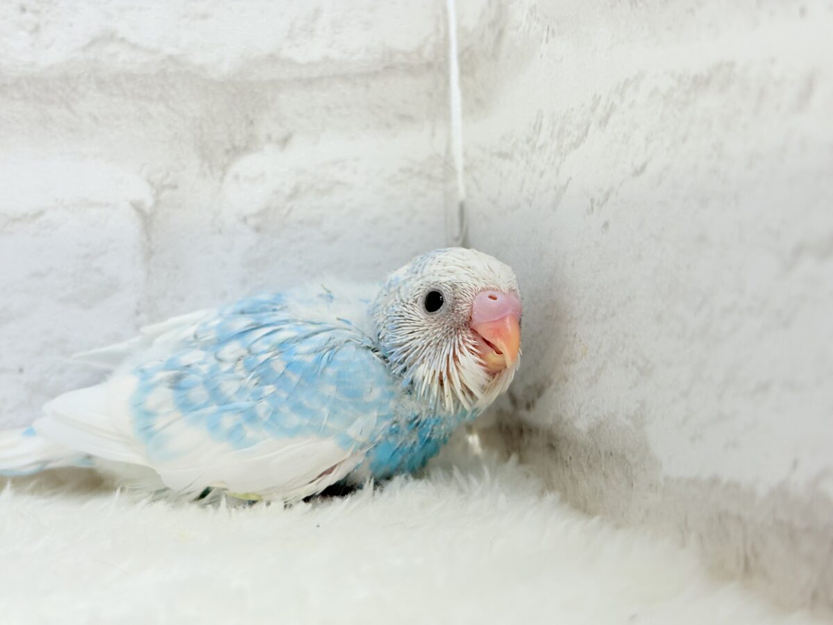 爽やか青空🩵すっきり爽快🐣🫧セキセイインコ(スパングルパイド) ヒナ セキセイインコ
