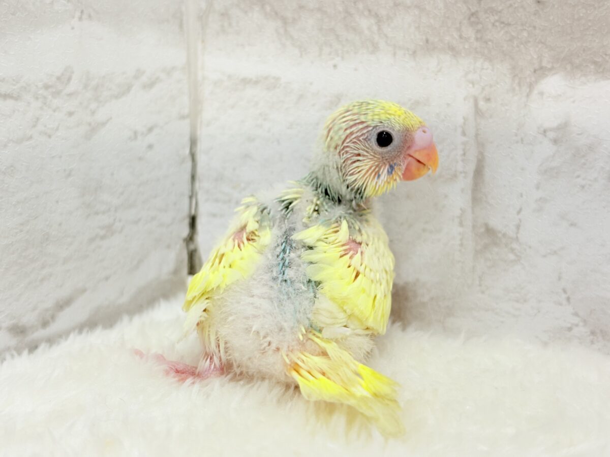 セキセイインコ