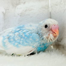爽やか青空🩵すっきり爽快🐣🫧セキセイインコ(スパングルパイド) ヒナ
