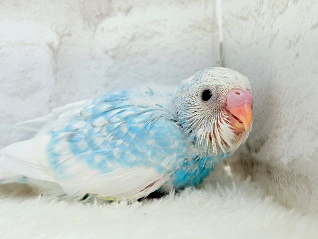 爽やか青空🩵すっきり爽快🐣🫧セキセイインコ(スパングルパイド) ヒナ