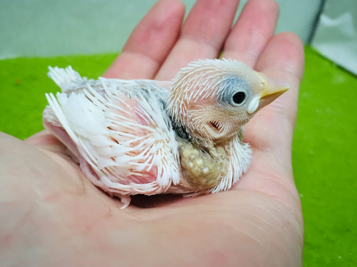 白文鳥