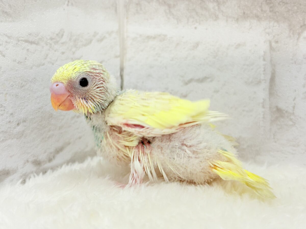 セキセイインコ