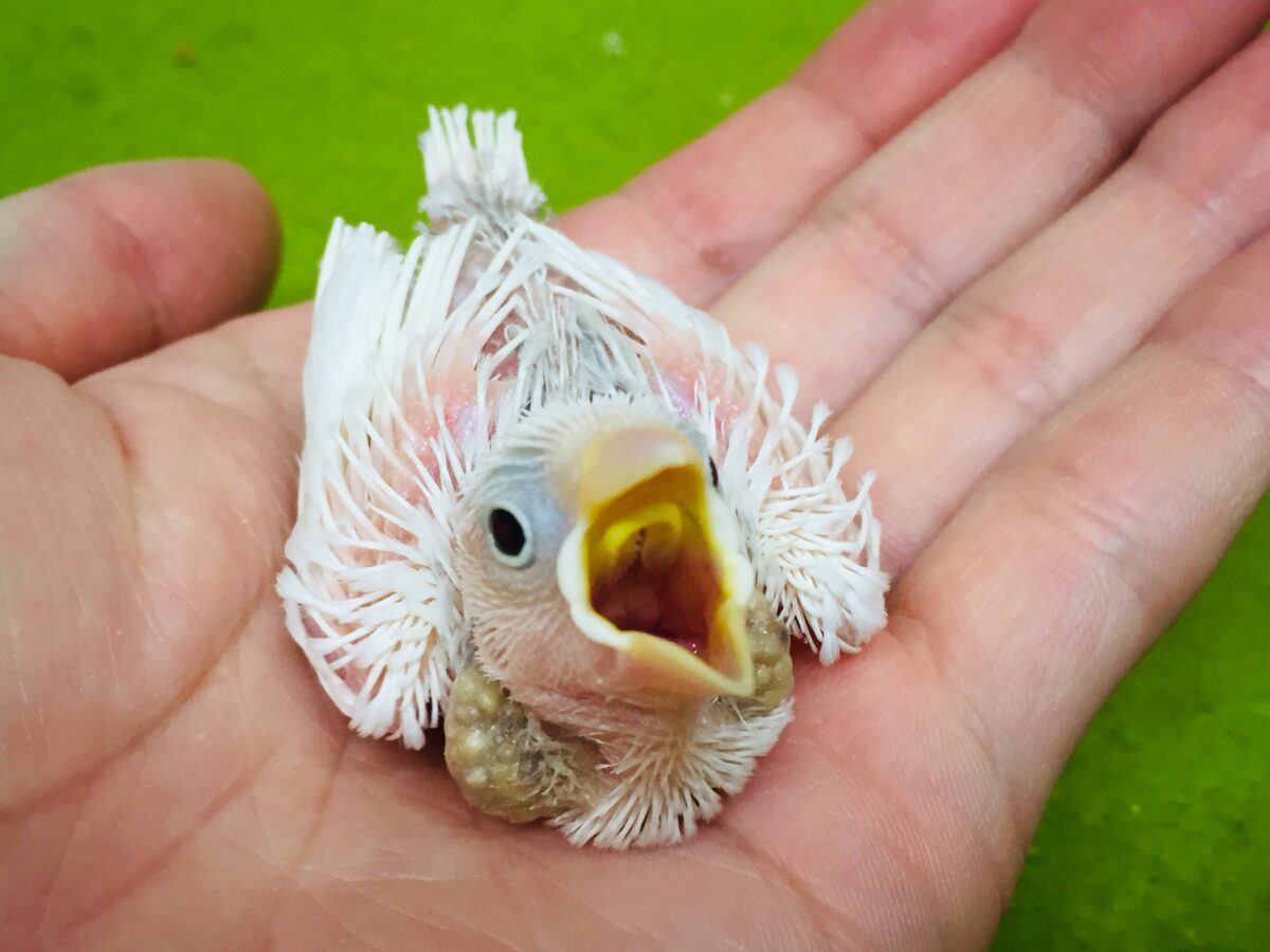 白文鳥