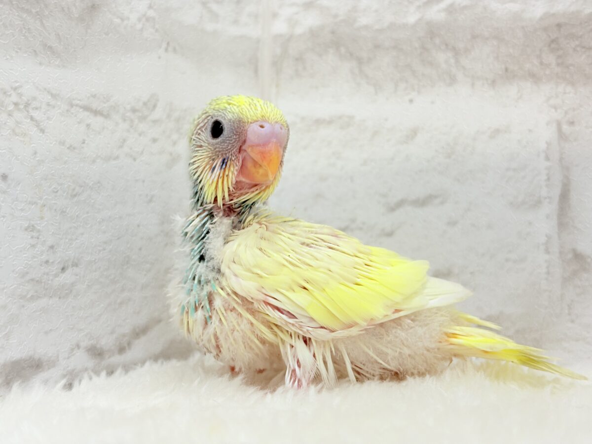 ベビ顔がたまらん可愛さ🐣💖セキセイインコ(パステルカラーレインボーパイド) ヒナ セキセイインコ