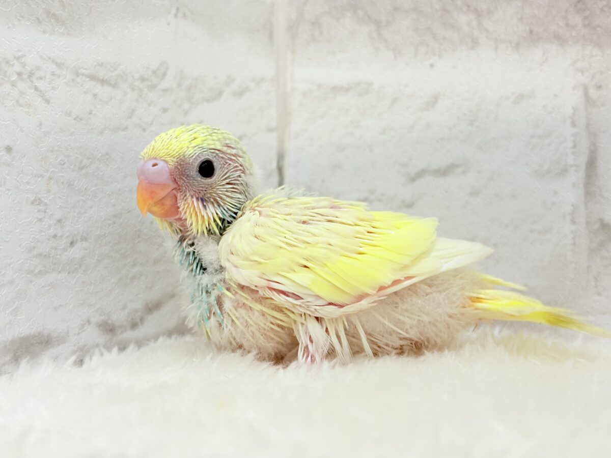 ベビ顔がたまらん可愛さ🐣💖セキセイインコ(パステルカラーレインボーパイド) ヒナ セキセイインコ