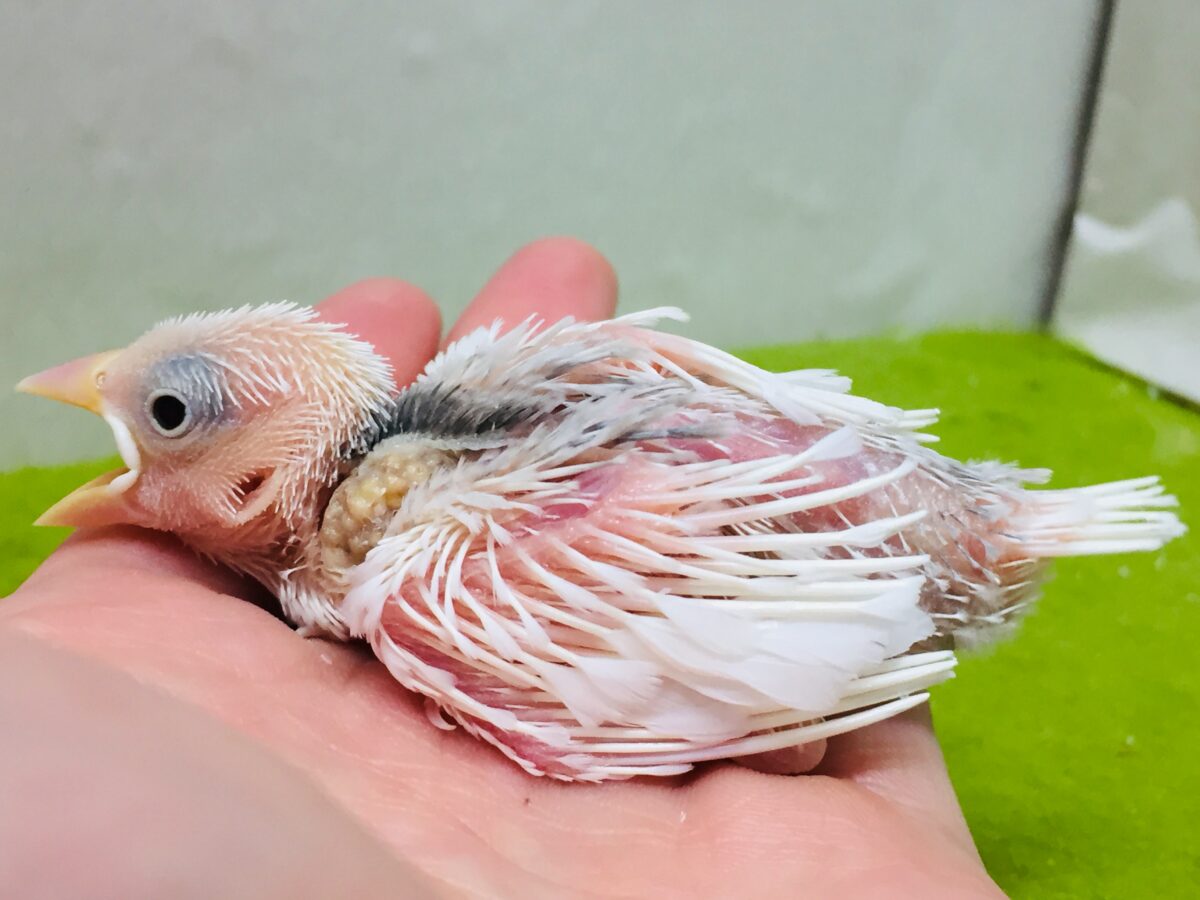 白文鳥
