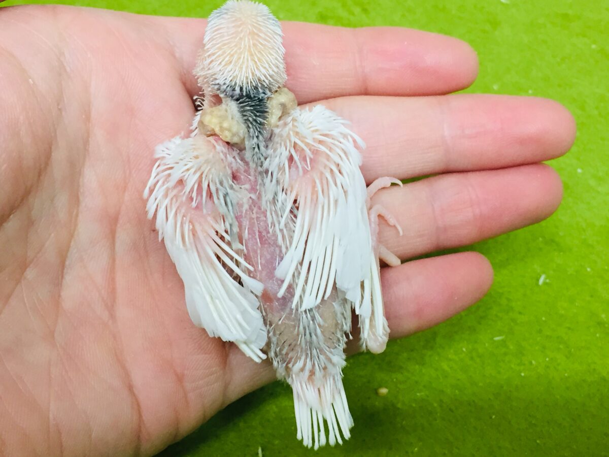 白文鳥