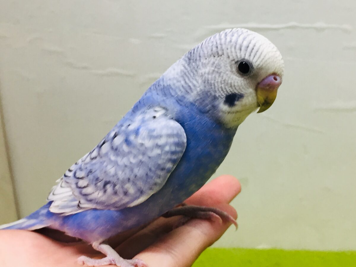 【🌟最新画像更新🌟】スパングルカラーのセキセイちゃんがやってきましたよ~💙💙💙 セキセイインコ