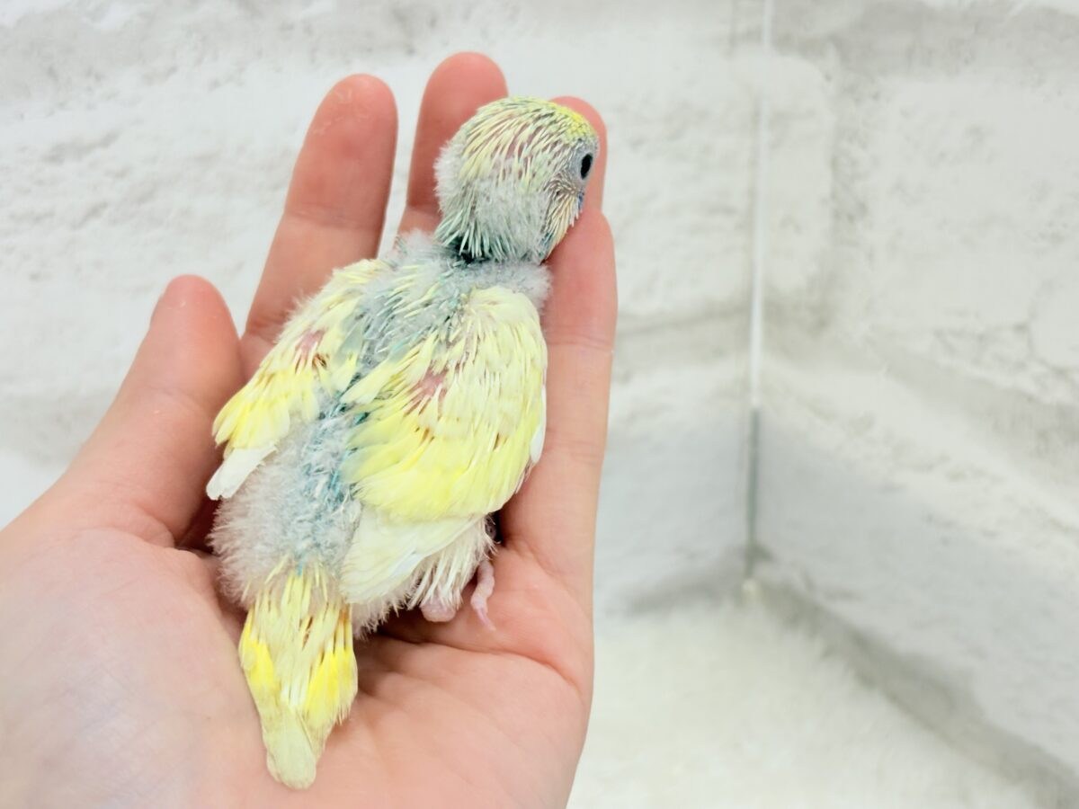 ベビ顔がたまらん可愛さ🐣💖セキセイインコ(パステルカラーレインボーパイド) ヒナ セキセイインコ