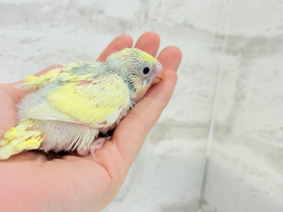 セキセイインコ