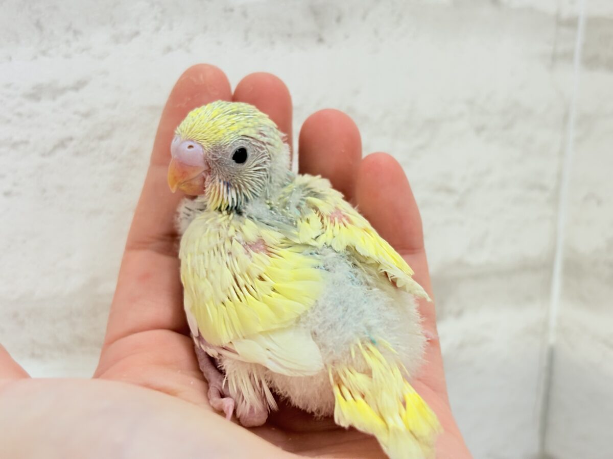 セキセイインコ