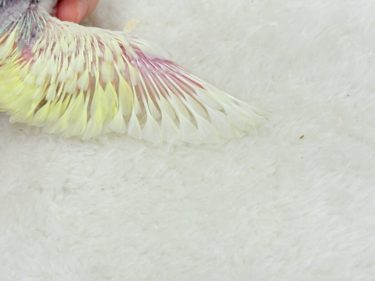 ベビ顔がたまらん可愛さ🐣💖セキセイインコ(パステルカラーレインボーパイド) ヒナ セキセイインコ