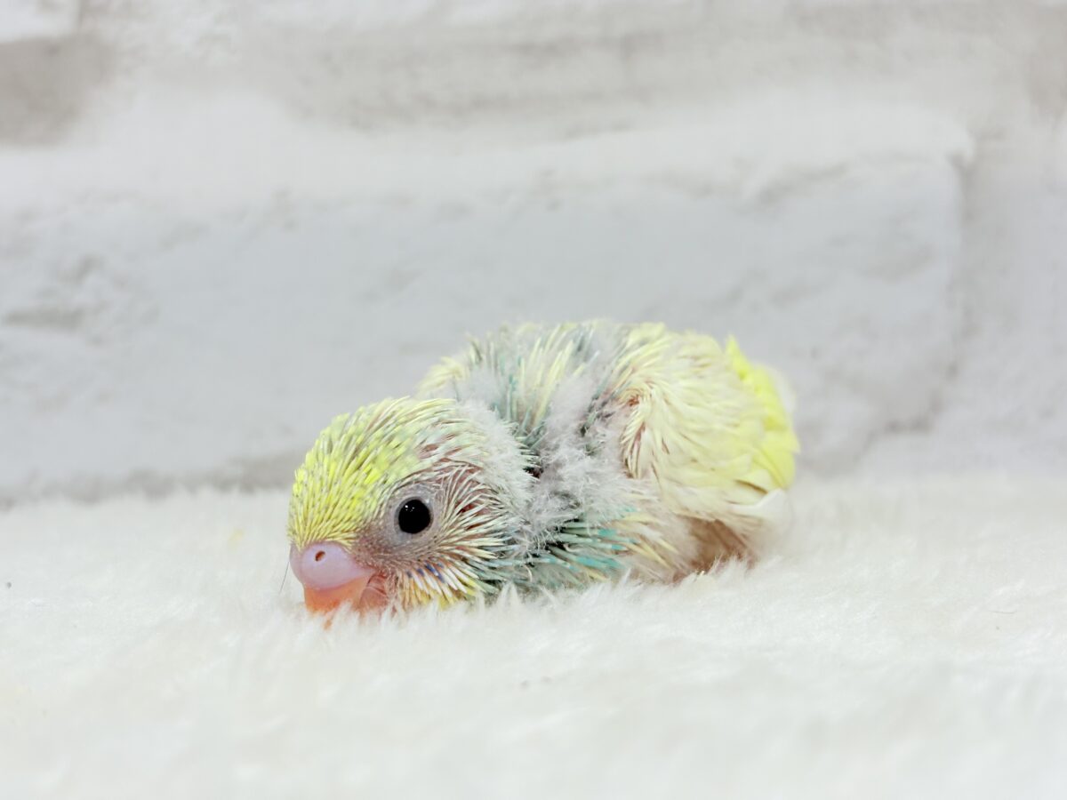ベビ顔がたまらん可愛さ🐣💖セキセイインコ(パステルカラーレインボーパイド) ヒナ セキセイインコ