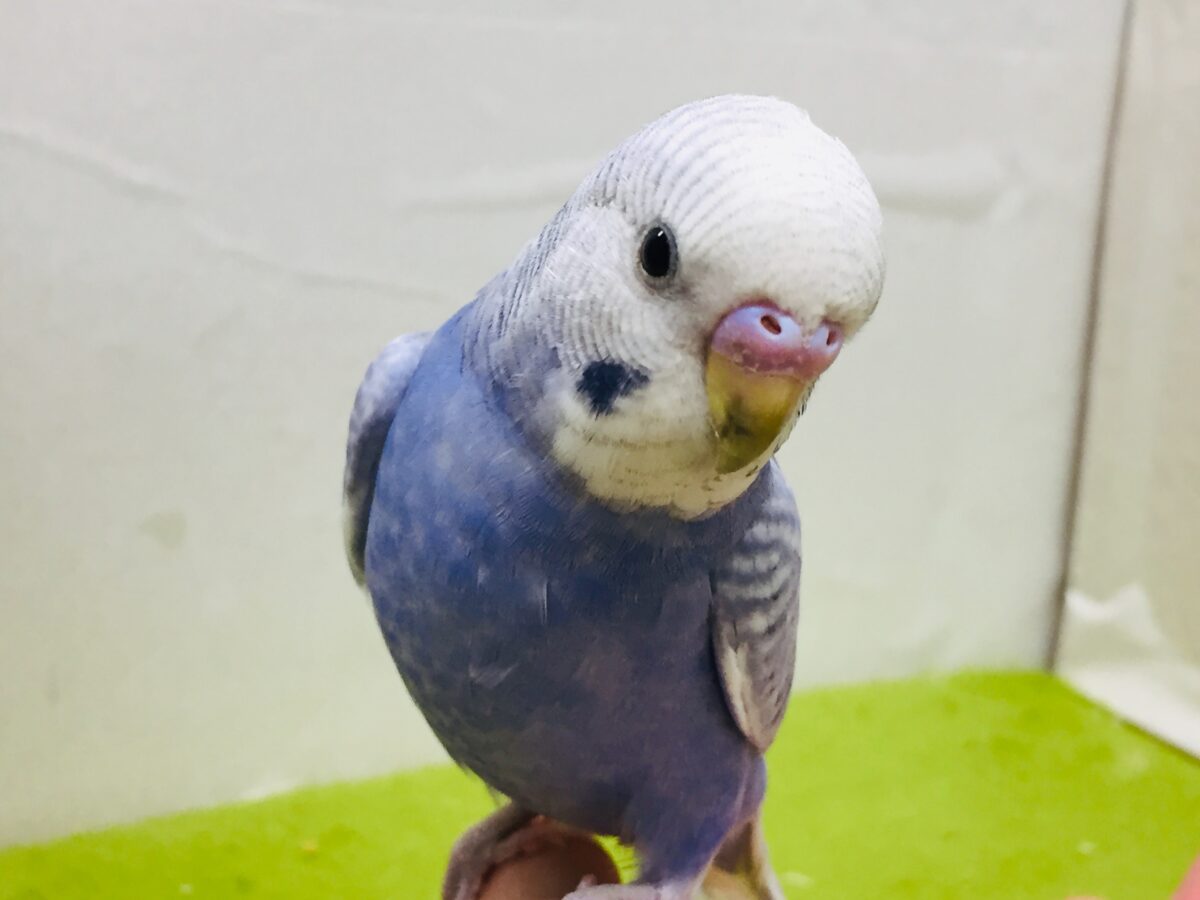 【🌟最新画像更新🌟】スパングルカラーのセキセイちゃんがやってきましたよ~💙💙💙 セキセイインコ